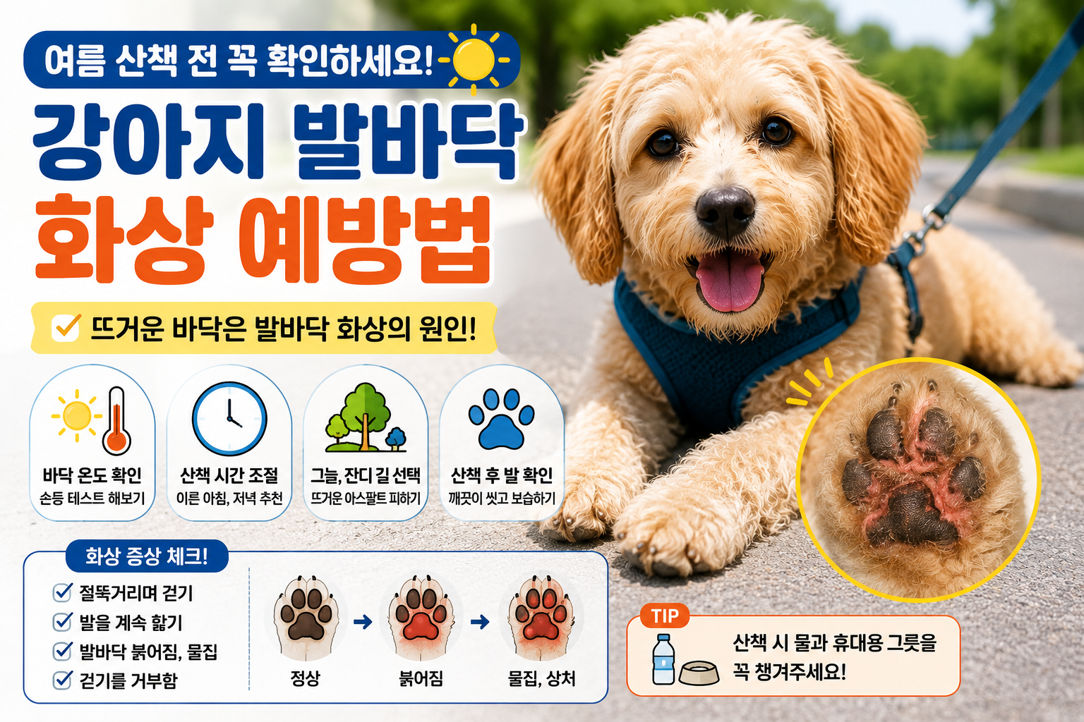 강아지 발바닥 화상 예방법｜여름 산책 전 꼭 확인하세요