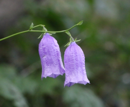 가을에 피는 꽃 금강초롱꽃