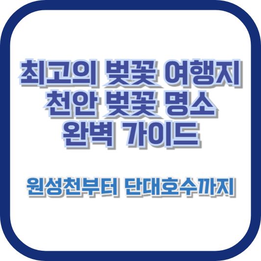 최고의 벚꽃 여행지] 천안 벚꽃 명소 완벽 가이드: 원성천부터 단대호수까지