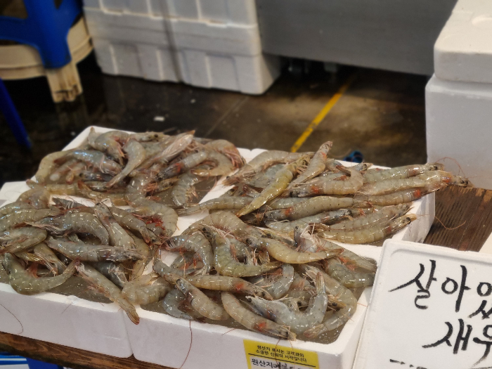 살아있는 새우