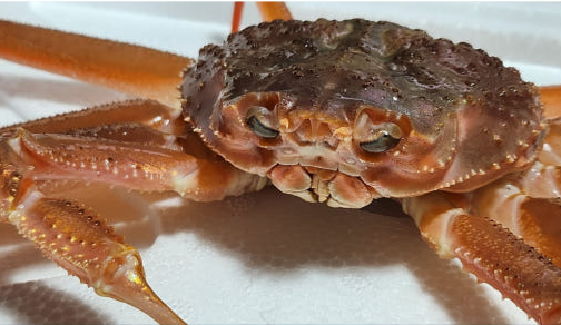 6시내고향 영덕대게 러시아대게 홍게 가격 및 구매 정보