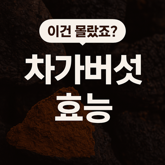 차가버섯 효능