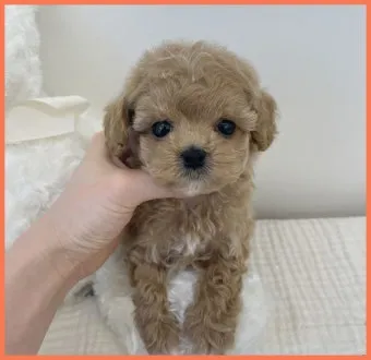 말티푸가격 2024년 솔직한 분양가 정보_13