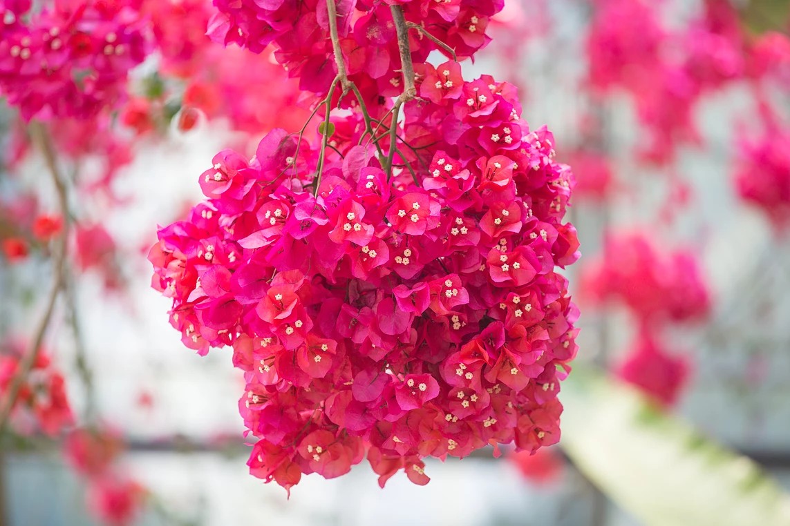 한림공원 부겐빌레아 축제