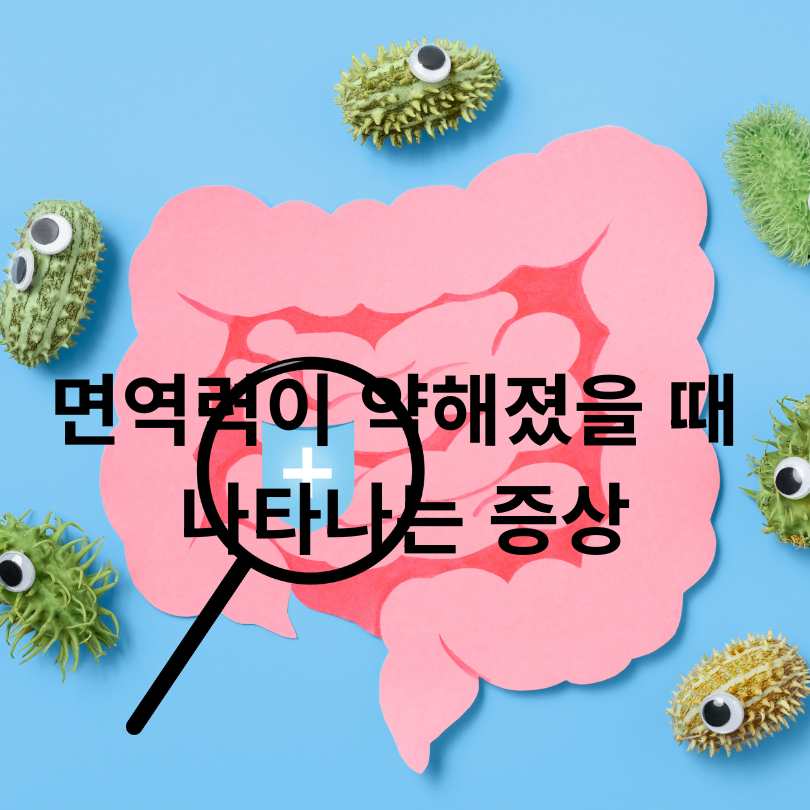 면역력 높이는 영양제 추천