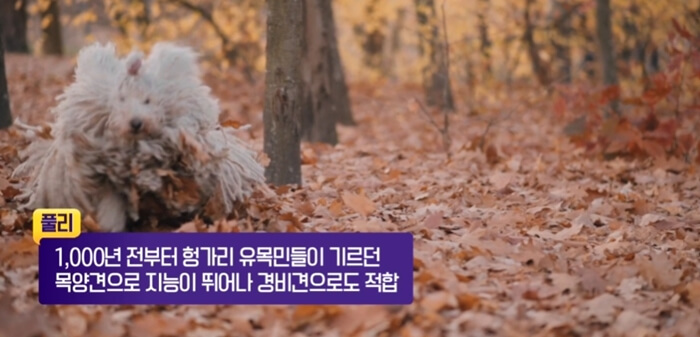 풀리