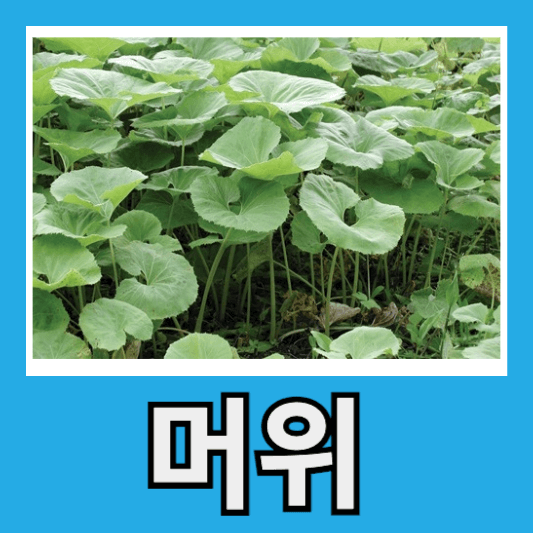머위 독 제거 머위 가격 머위 효능 부작용 머위 수확
