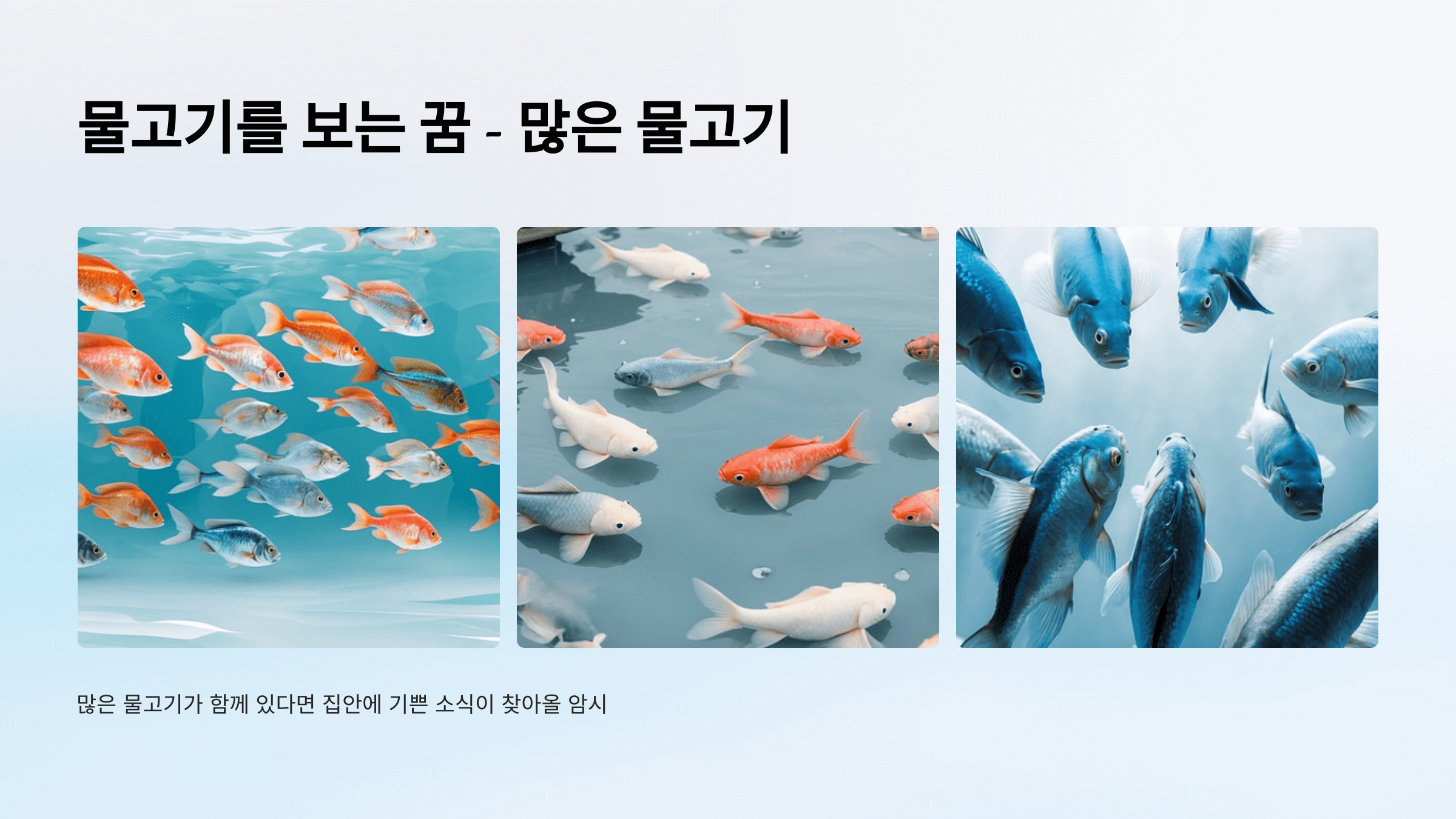 물고기 사진입니다.