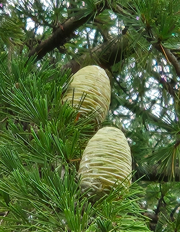 개잎갈나무 구과1