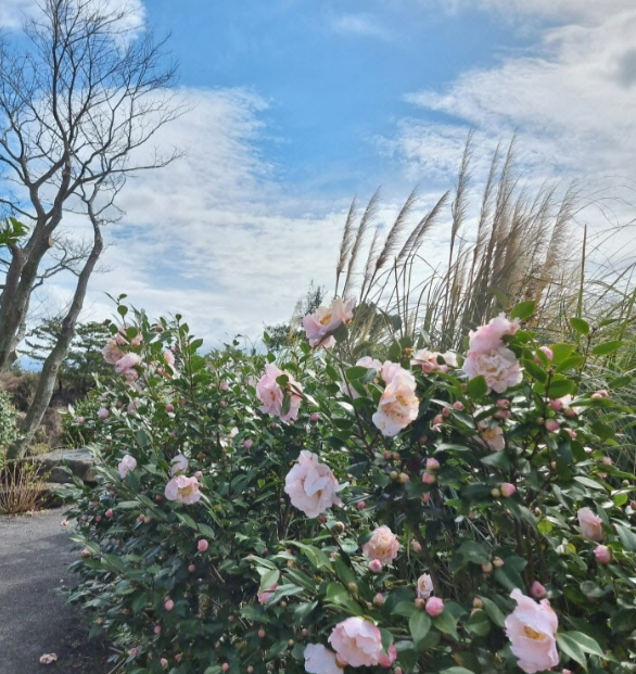 제주도 관광지도