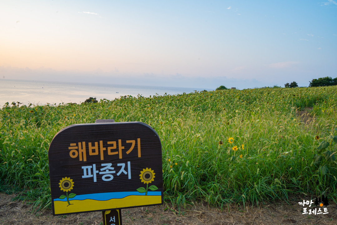 함덕 서우봉 해바라기 파종지