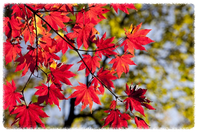 화담숲 가을 단풍 축제 기간 예약 입장료 방법