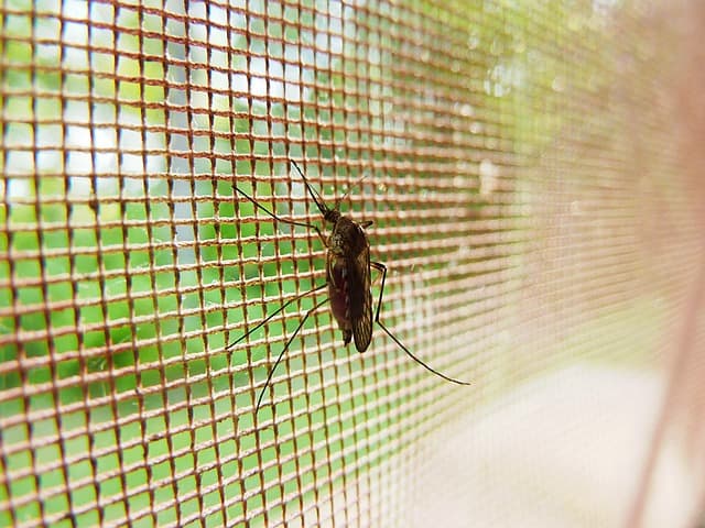 insect screen