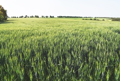 농지연금 지급방식 적용금리 및 지급정지사유