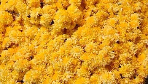 고양국제꽃박람회 2025! 일산 호수공원 개막일·입장료·주차 총정리