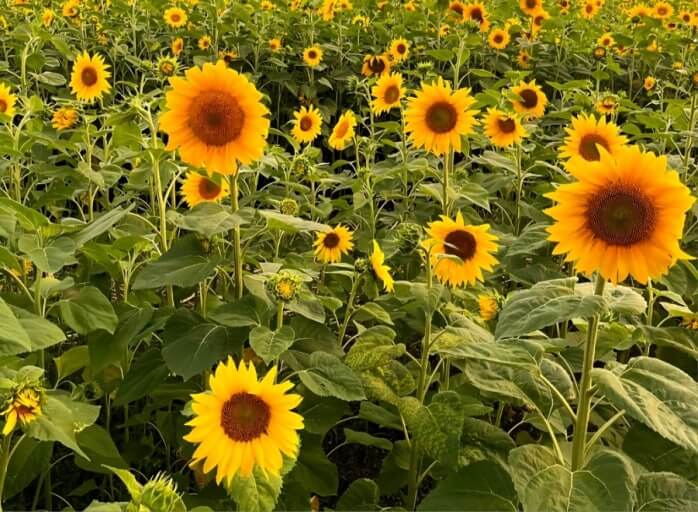 2025 태백 구와우 해바라기축제 일정 및 총정리 사진