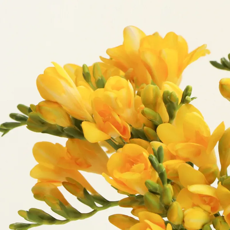 프리지아 수선화 꽃말 꽃다발 선물 의미_7