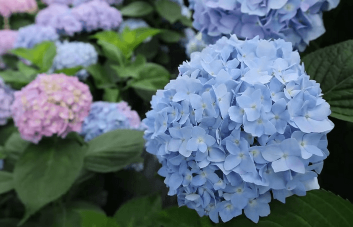 공주 수국 축제