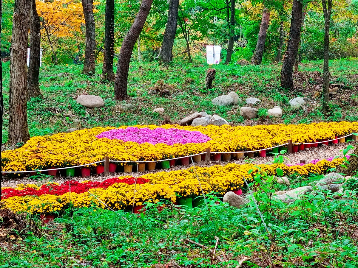 다시 찾아간 2024 인제 가을꽃축제: 국화&amp;#44; 야생화&amp;#44; 수변산책로&amp;#44; 숲 속 꽃길의 매력