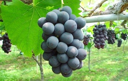 포도의 종류 - 거봉 특징, 보관법