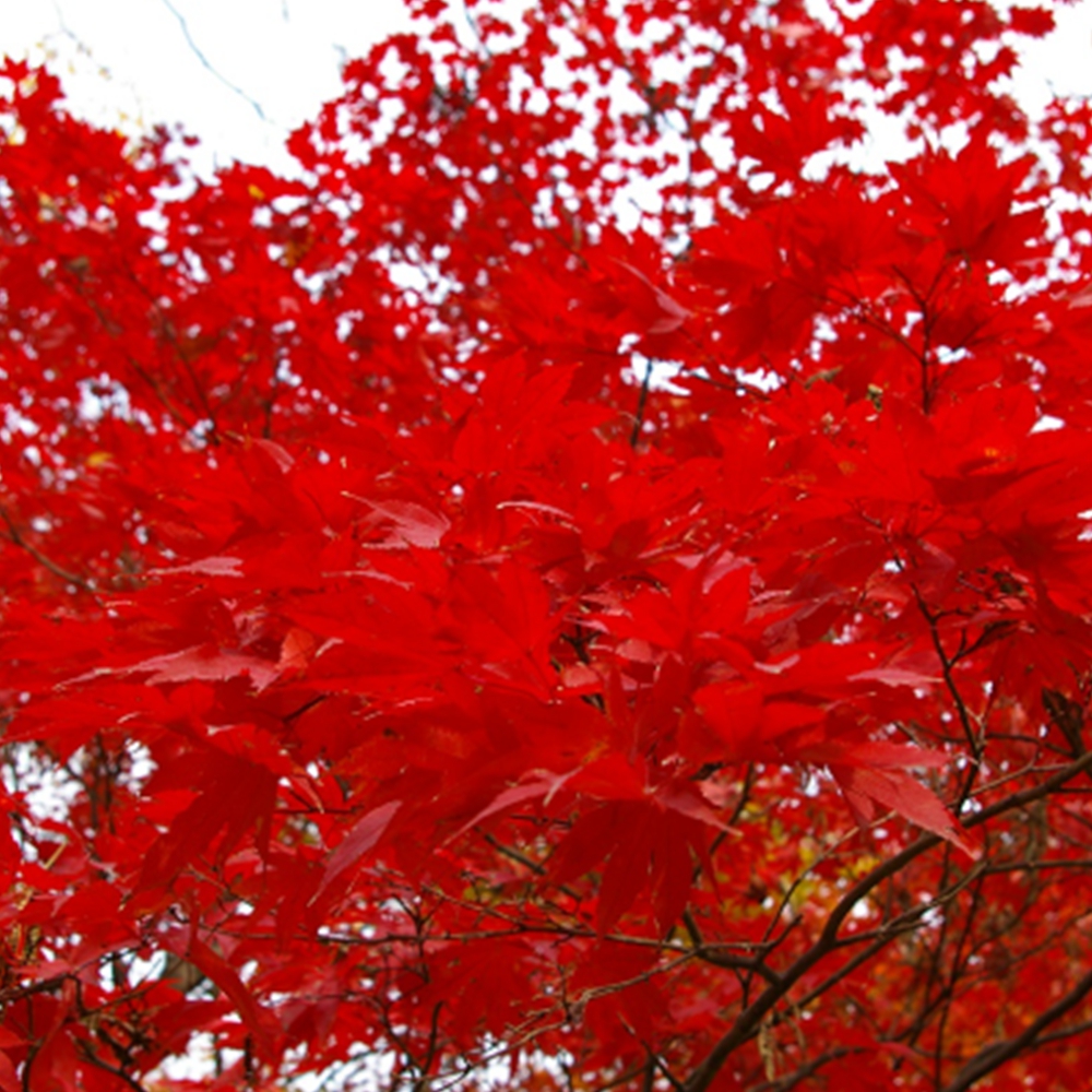 지리산 단풍 절정시기