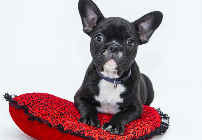 2023년 개띠 운세