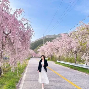 거창 수양벚꽃길 병곡마을 명소 맛집_12