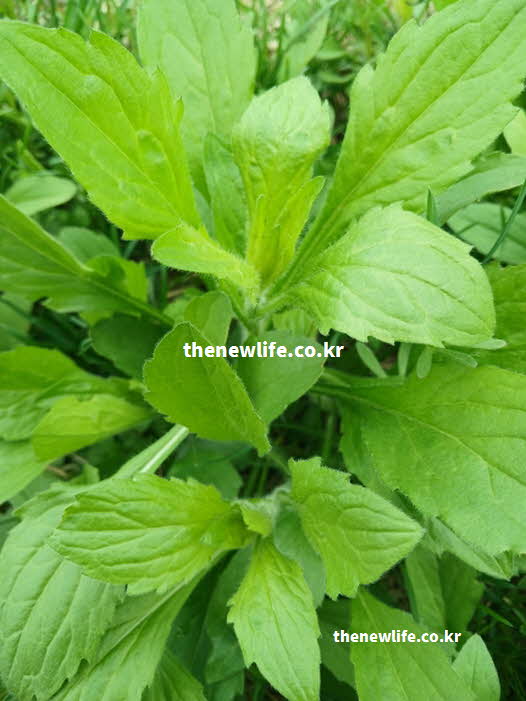 망초대 효능 당뇨 예방 클로로겐산