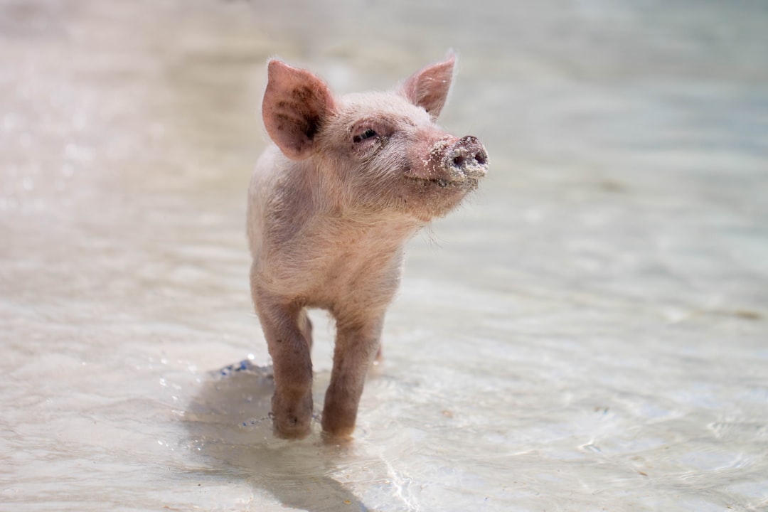 Pig