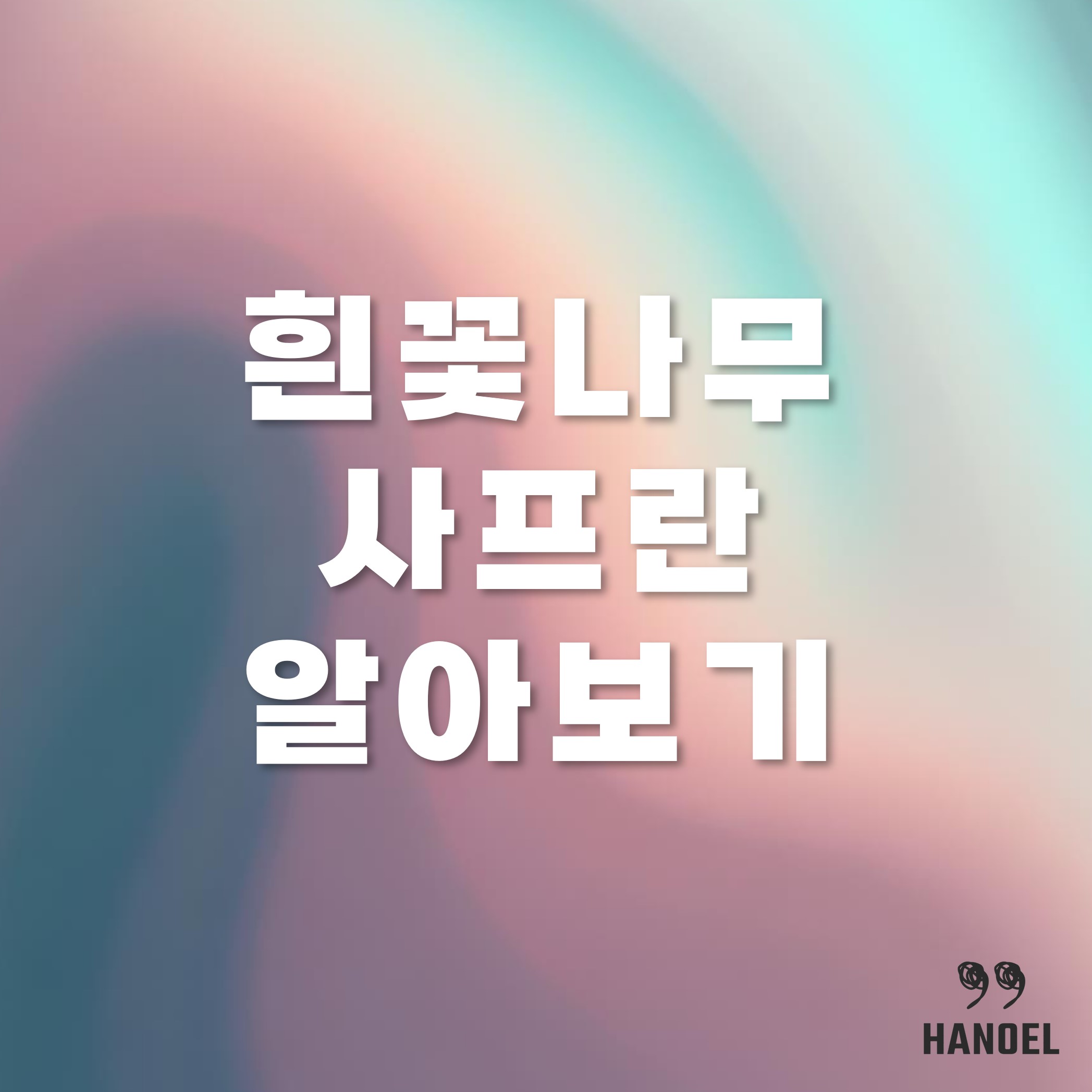 흰꽃나도사프란 알아보기 개화시기, 꽃말, 등