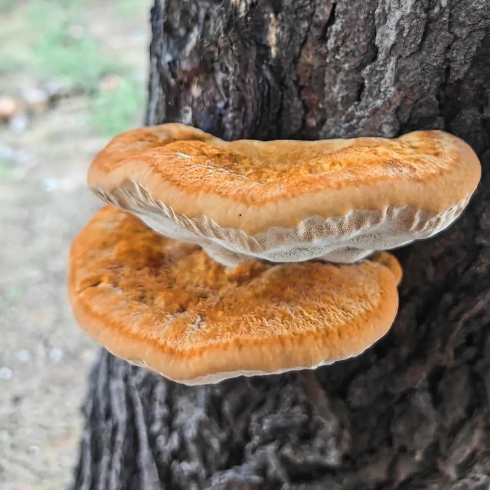 상황버섯 효능 &middot; 부작용