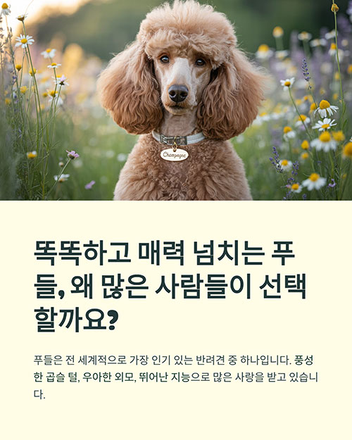똑똑하고 매력 넘치는 푸들, 왜 많은 사람들이 선택할까요