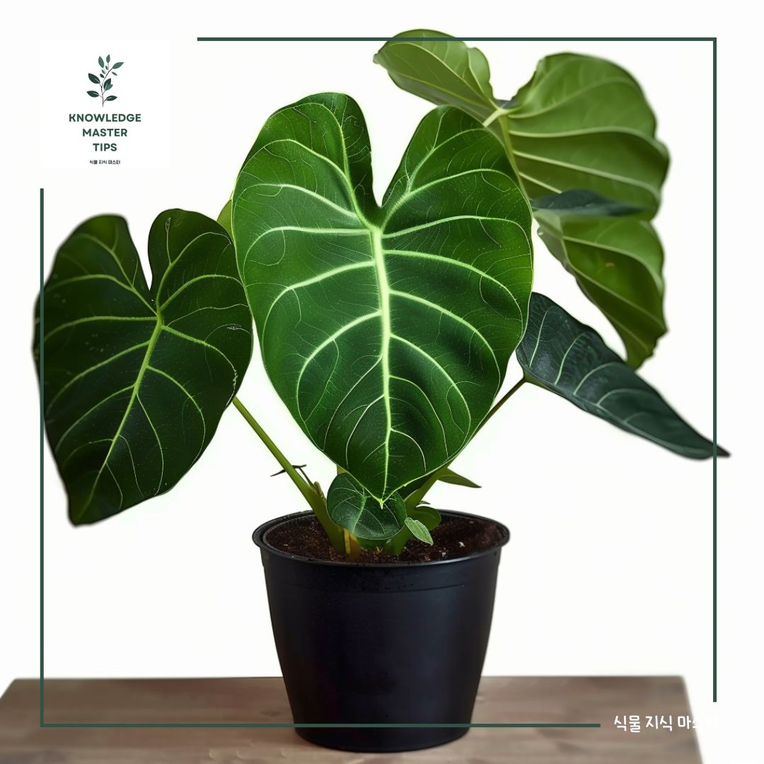 안스리움 리갈레