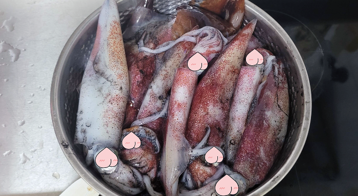 한치와 오징어