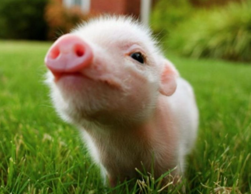 2024년 돼지띠 운세 