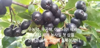 아로니아 재배 전정 포인트 병충해 방제 수확 저장_29