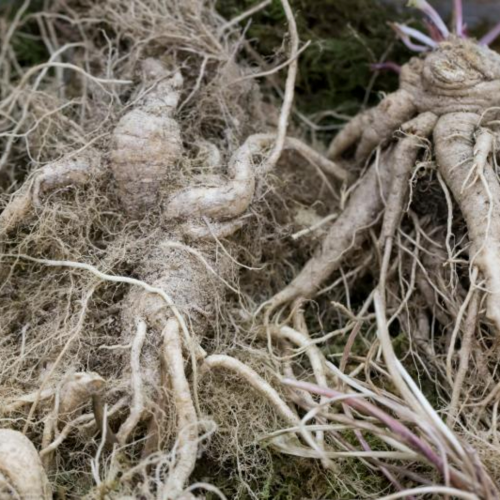 잔대뿌리 ( Japanese Ladybell Root )