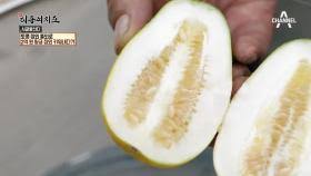 망고참외 관려사진