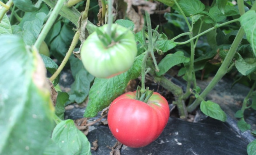 구리 토종 토마토