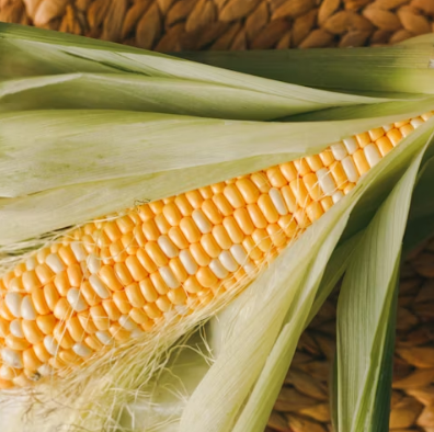 옥수수 효능과 부작용 영양성분 고르는법 칼로리