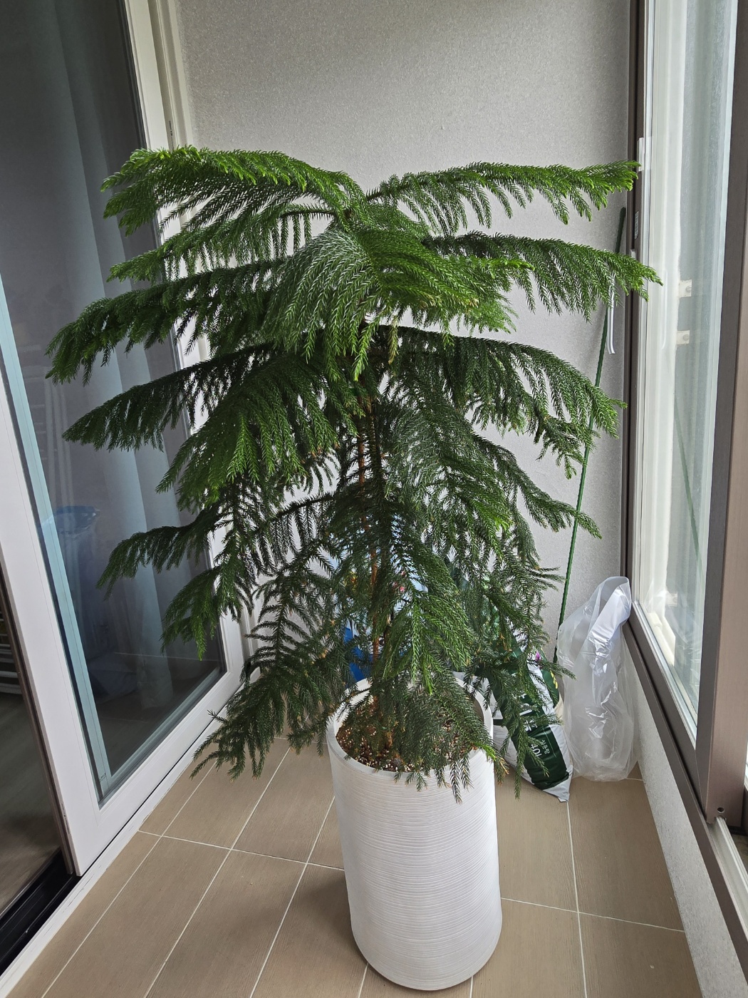 기울어져있던 아라우카리아