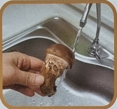 참송이버섯 씻기