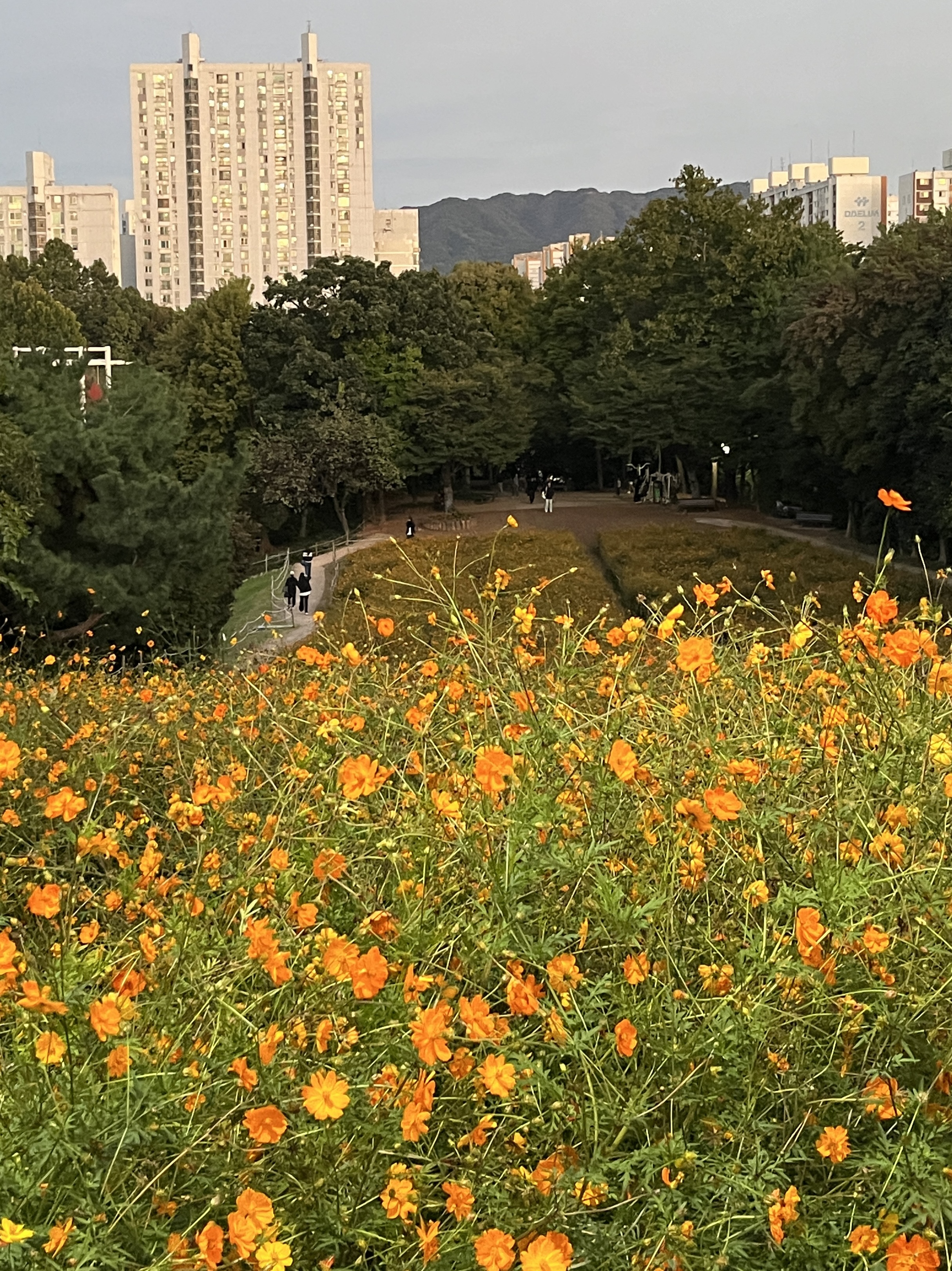 올림픽공원 황화코스모스