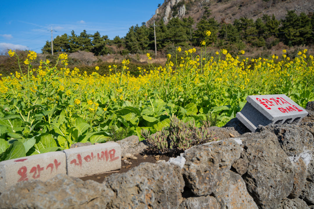산방산 유채꽃 올라가지 마세요
