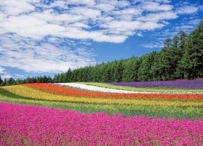 꽃 꿈해몽 67가지