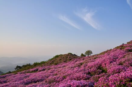 2025 군포 철쭉축제 일정부터 개화 시기까지 총정리