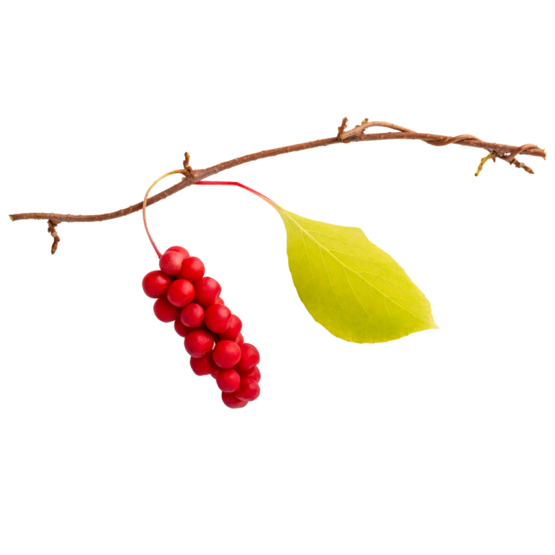 오미자와 관련된 사진입니다.