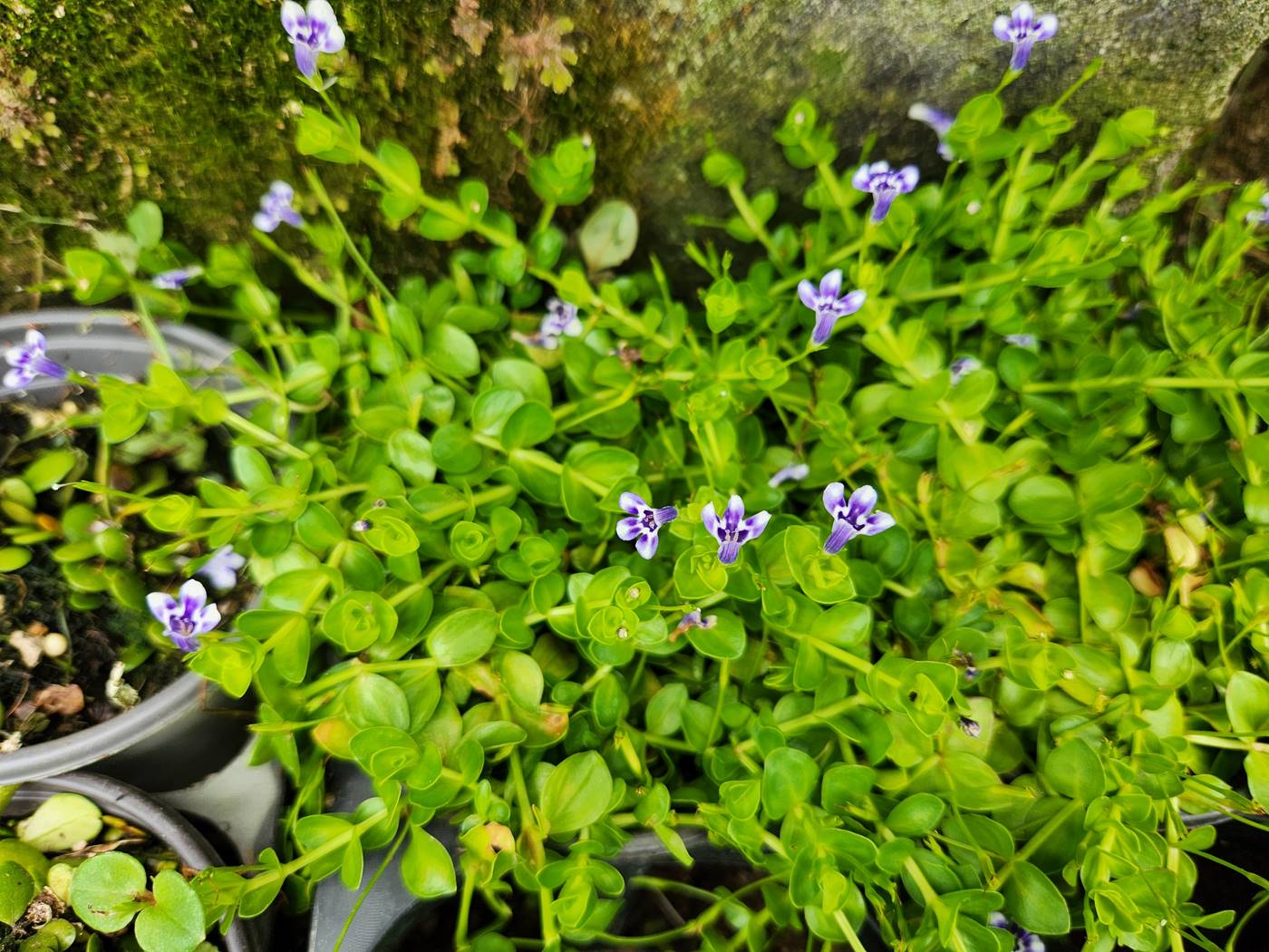 눈동자꽃(히도미)