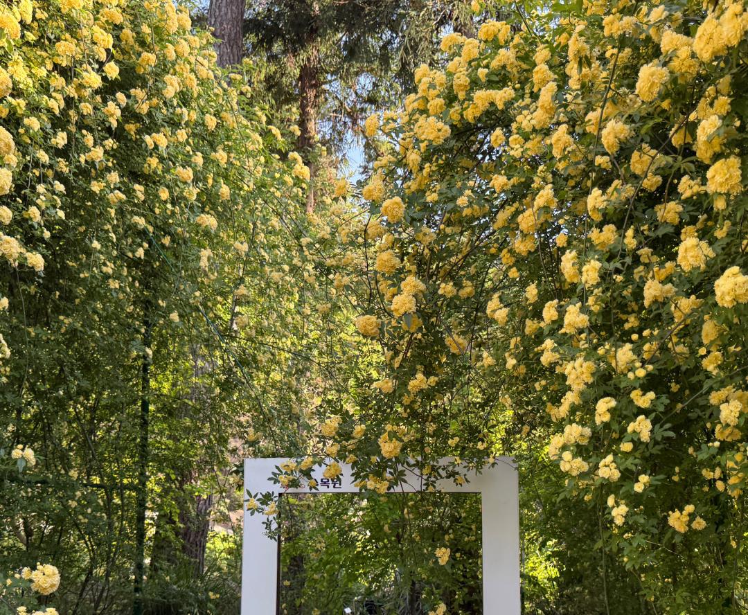 아름답게 핀 오늘N 목향장미정원