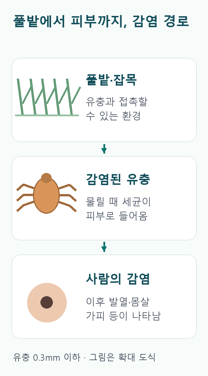 풀밭&middot;잡목 환경에서 감염된 털진드기 유충에 물려 세균에 감염되는 과정. 유충은0.3mm 이하로 작은 실제 생물이며 그림은 확대 도식. 다리6개인 유충을 표현.
